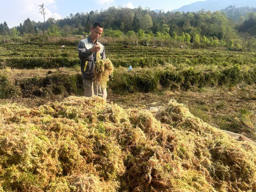 Mô hình trồng rêu đất tại thôn Nhìa Cồ San, xã Y Tý đang mở ra hướng chuyển đổi cơ cấu cây trồng hiệu quả cho người dân vùng cao. 