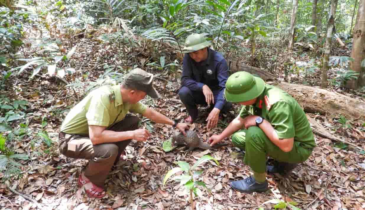 Las agencias funcionales coordinan la liberación de muchos animales raros y preciosos de vuelta al bosque. Foto: Parque Nacional Kon Ka Kinh