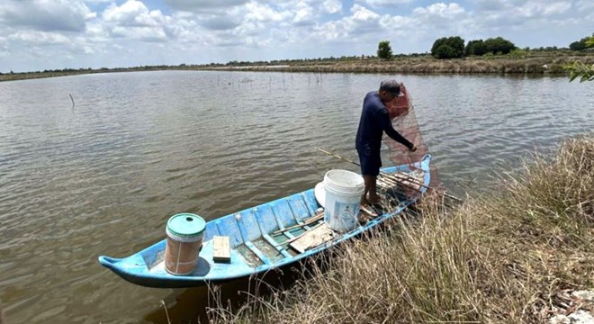 Nắng nóng, độ mặn tăng cao khiến tôm nuôi của nhiều hộ tại phường Giá Rai, Cà Mau chết hàng loạt. Ảnh: Nhật Hồ