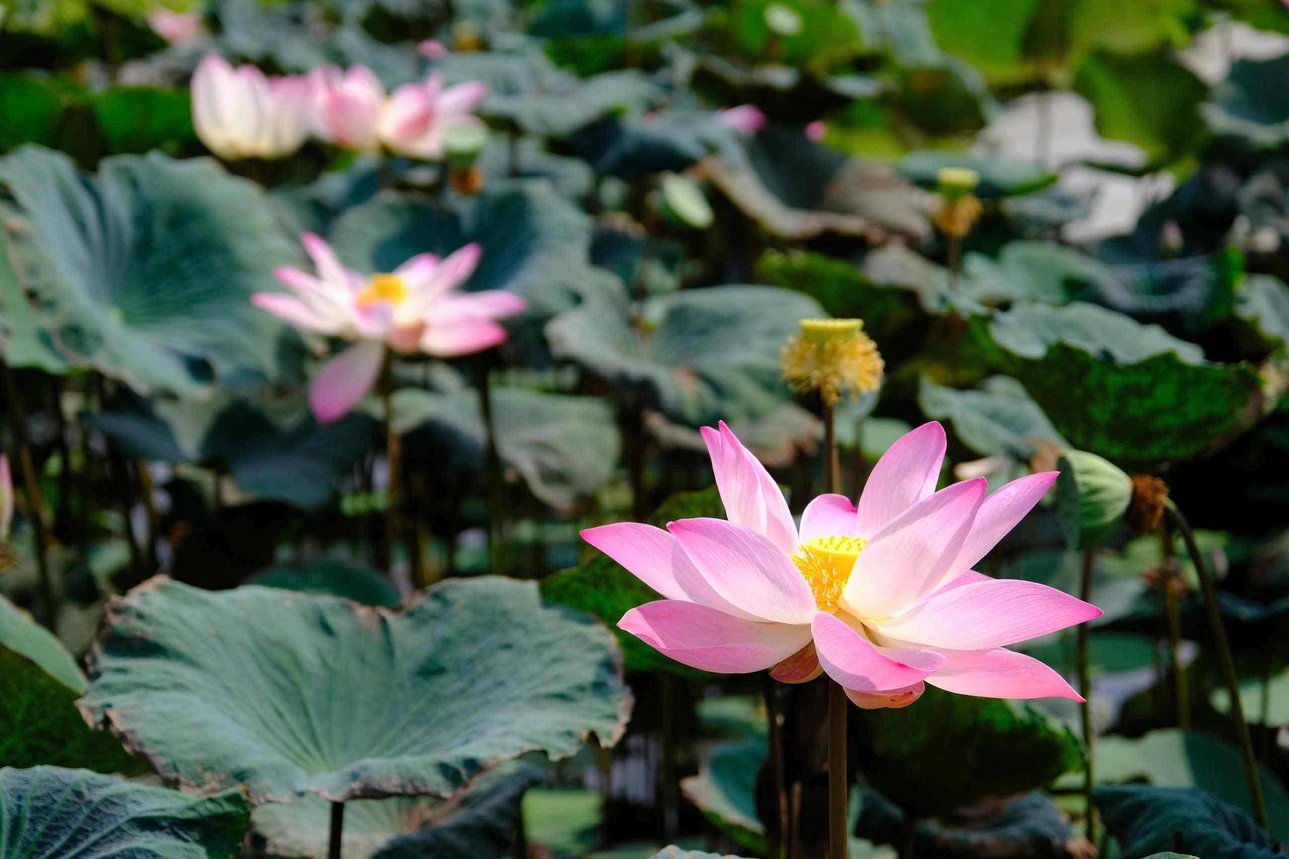 Phía trước mộ là Ao sen.