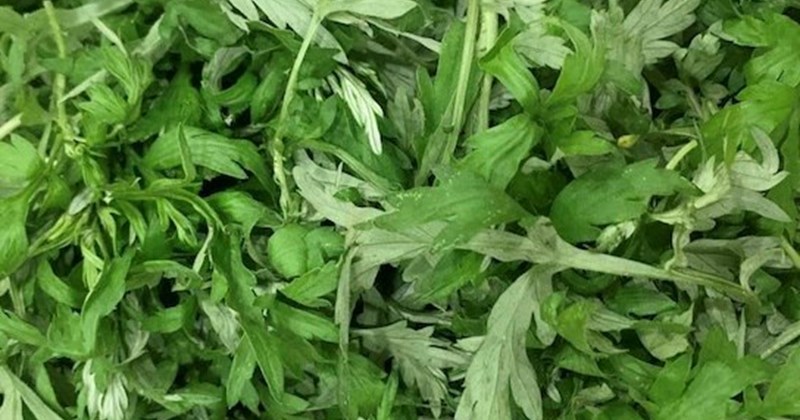 Giảm axit uric bằng thảo dược