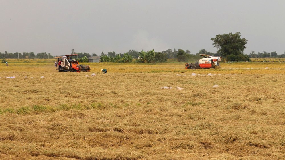 Nông dân thu hoạch lúa tại xã Mỹ Thuận. Ảnh: Ngọc Mai