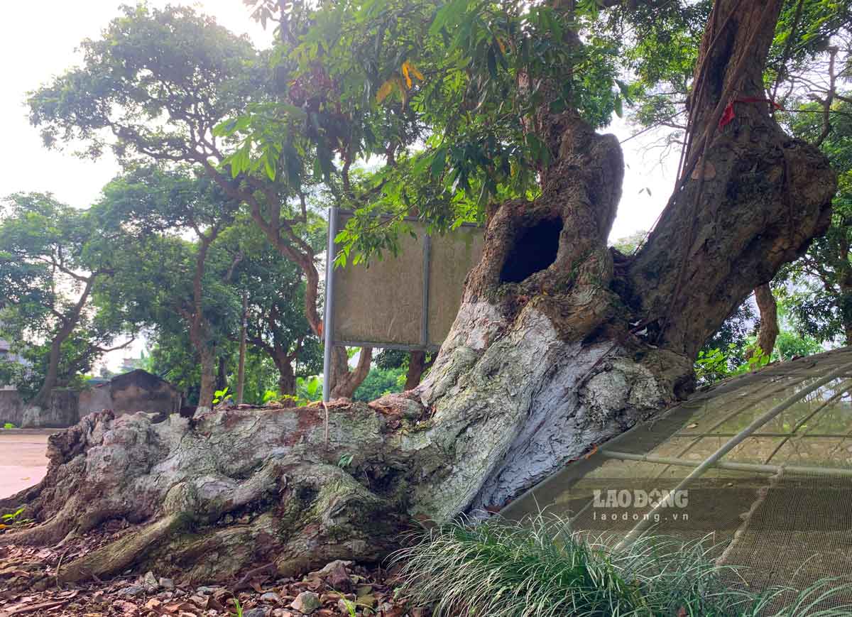 Cây thị và cây nhãn ở miếu Hai Thôn được công nhận là cây di sản. Ảnh: Hà Vi 