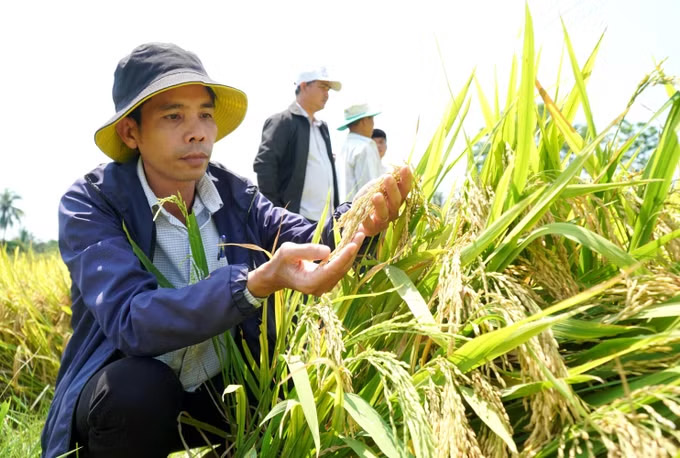 Members of the Son Tinh commune farmers' association inspect the quality of rice during the harvest stage. Photo: Le Phuoc Ngoc/VNA