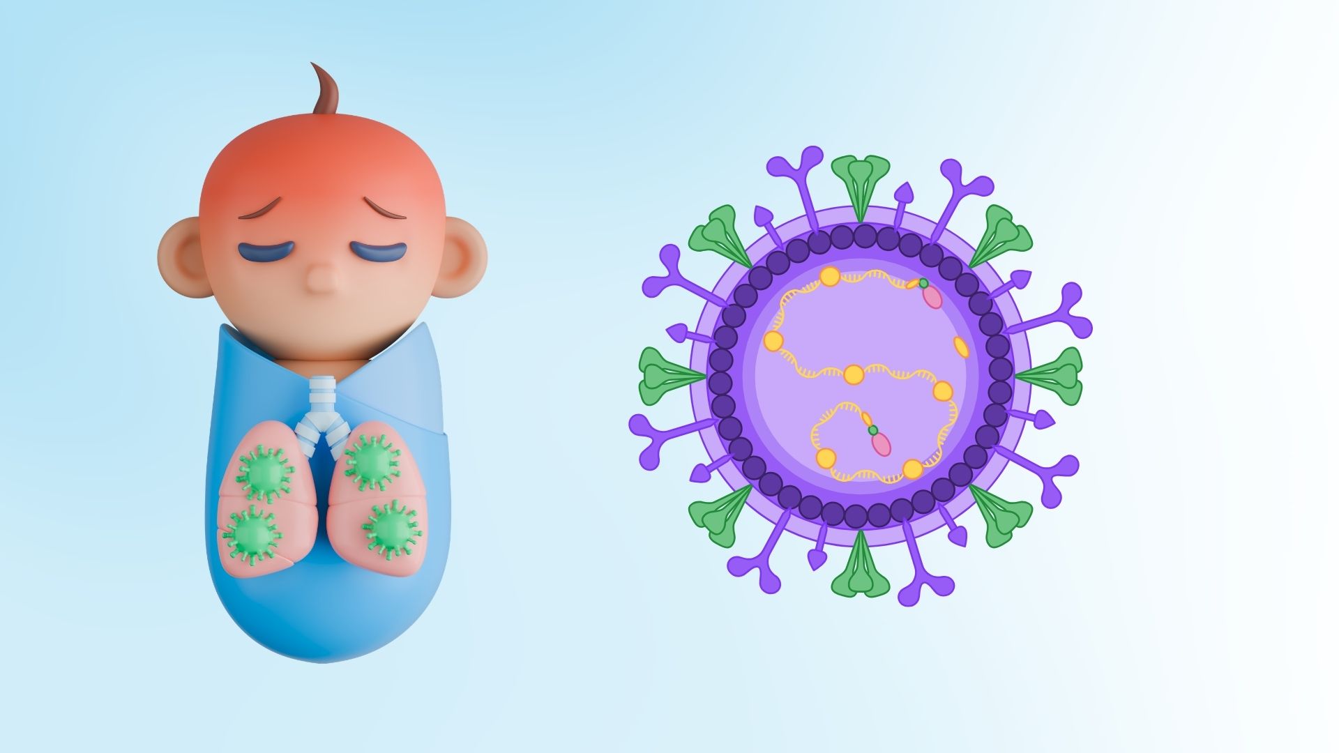 RSV virus is a common cause of respiratory infections in young children. Graphics: Dinh Dinh