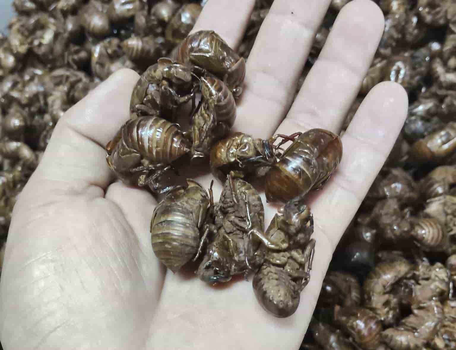Cicada carcasses are purchased by traders. Photo: Thanh Tuan