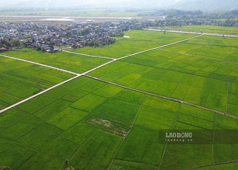 Khu đất này hiện là đất lúa. Ảnh: Quang Đạt