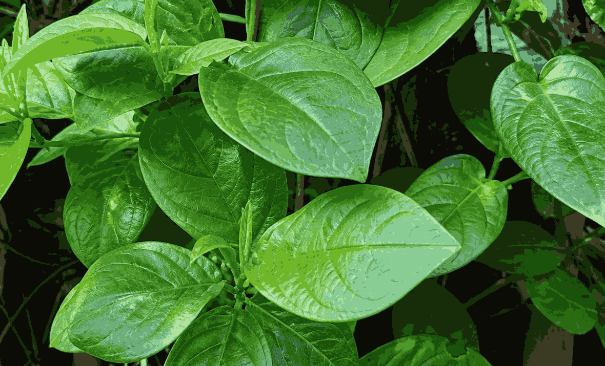 Sương sâm leaves can support liver detoxification, helping to cool the liver. Photo: Quang Minh.