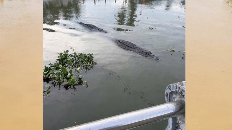 Crocodile discovered by people floating on the Tieu Can River, near the D6 road bridge, afternoon 1. 5. Photo: Tieu Can Commune People's Committee