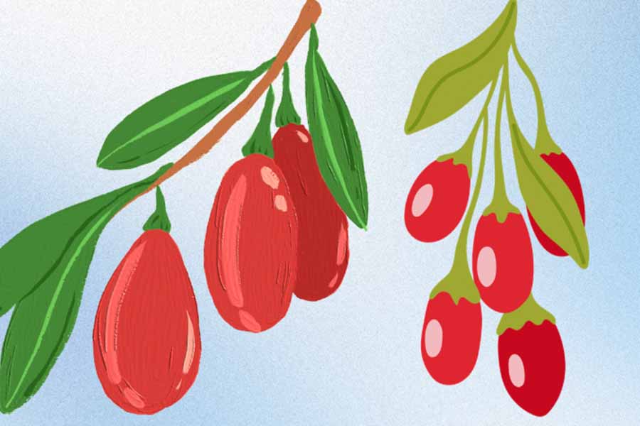 Notes when using goji berries