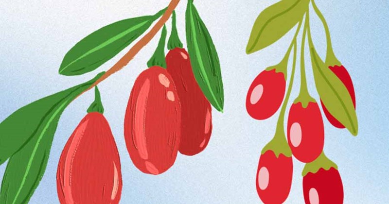 Lưu ý khi sử dụng quả kỷ tử