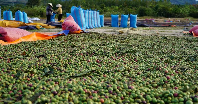 Nông sản doanh thu tỷ đô, đời sống người dân còn khó khăn