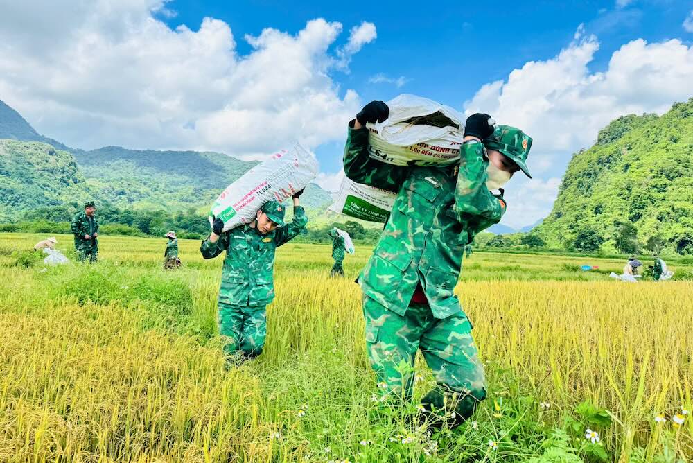 Quang Tri Border Guard and people harvest rice in the border area. Photo: Quang Tri Border Guard