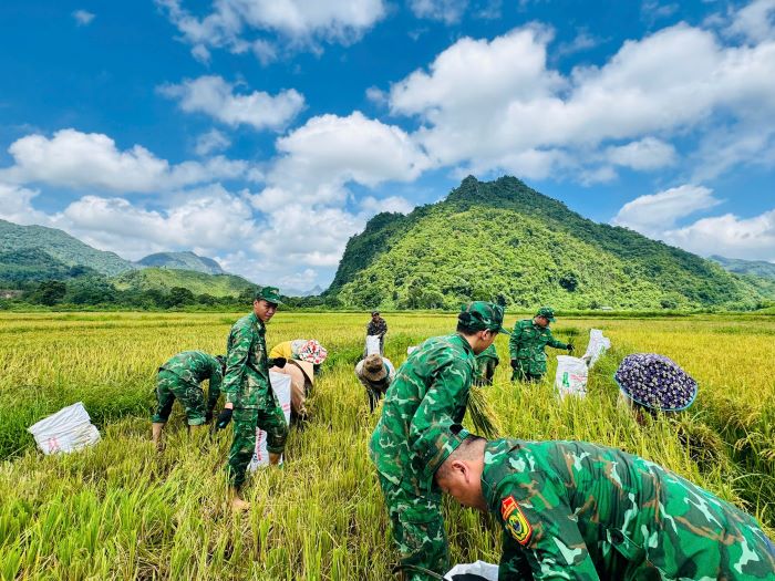 Quang Tri Provincial Border Guards harvest rice to help ethnic minority households in the Vietnam - Laos border area. Photo: Han Nguyen