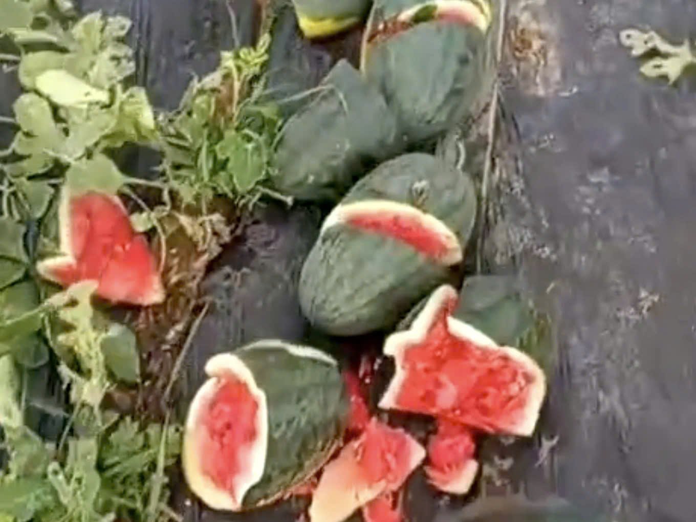 Police investigate the case of Mr. Cao Duc Ton's family's watermelon field suspected of being cut down by bad guys. Photo: Ngoc Anh