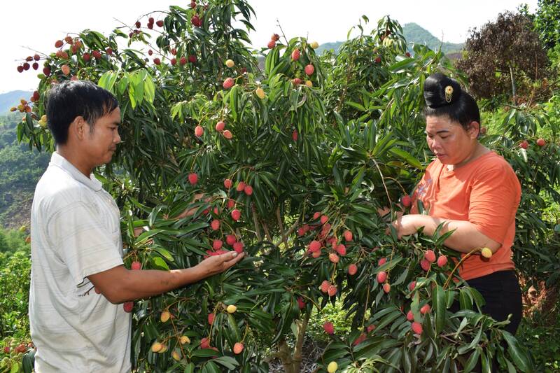 Bustling early lychee ripening season at the foot of Cao Pha pass, Muong Bu commune, Son La province. Photo: Truong Son