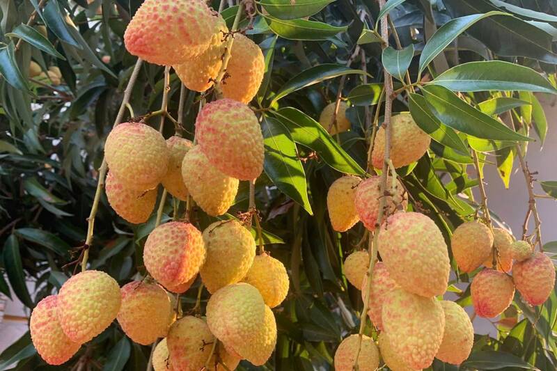Vải chín sớm xã Mường Bú, tỉnh Sơn La vào vụ. Ảnh: Trường Sơn