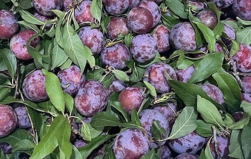 Plum is a fruit that is said to have many health benefits, including the cardiovascular system. Photo: Kieu Vu
