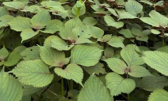 Perilla leaves are good for health, but people with weak kidney function should consider using them. Photo: Kieu Vu