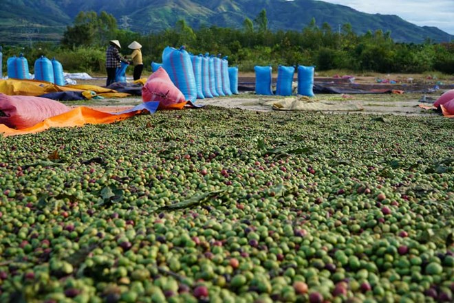Hạt cà phê, nông sản xuất khẩu chủ lực của khu vực tây Gia Lai. Ảnh: Thanh Tuấn