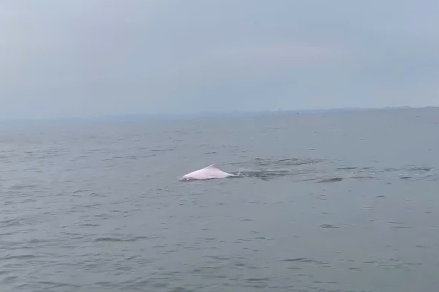 Dolphins appear in Do Son sea area. Photo: Do Son Ward