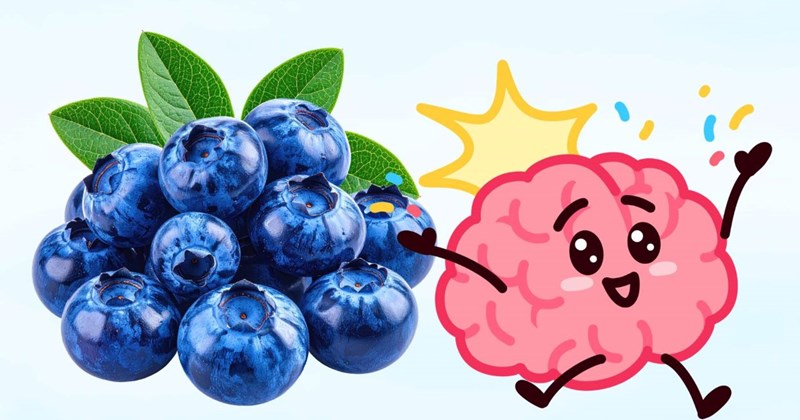 Việt quất giúp giảm viêm, tốt cho não bộ
