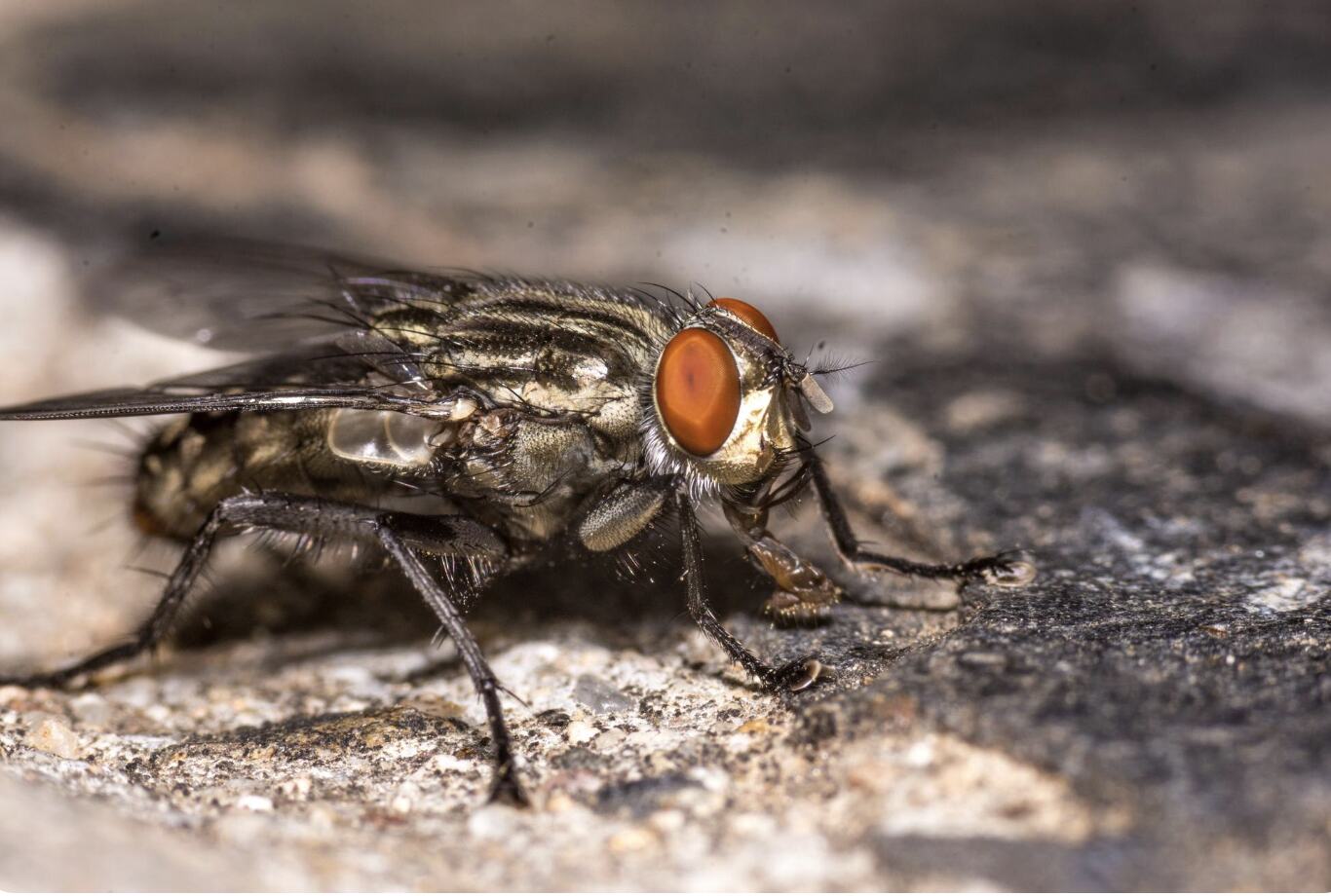Humid weather creates conditions for flies, mosquitoes and many types of insects to breed indoors. Photo: Thuy Duong