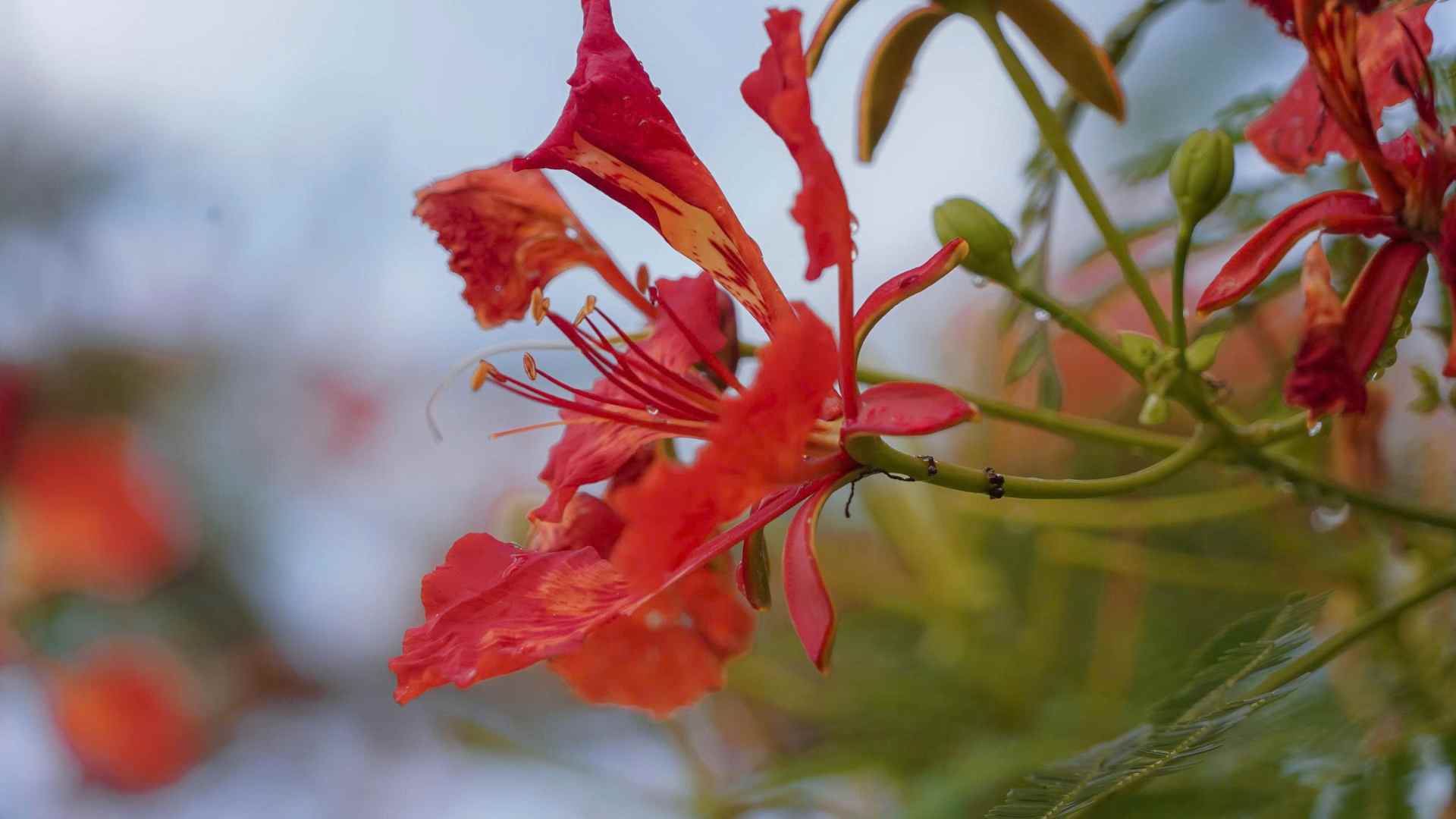 Vào thời điểm nở rộ, cây gần như phủ kín sắc đỏ, tán lá thưa dần, tạo nên khung cảnh vừa rực rỡ vừa lãng mạn giữa không gian đồng quê hiếm thấy ở TPHCM.