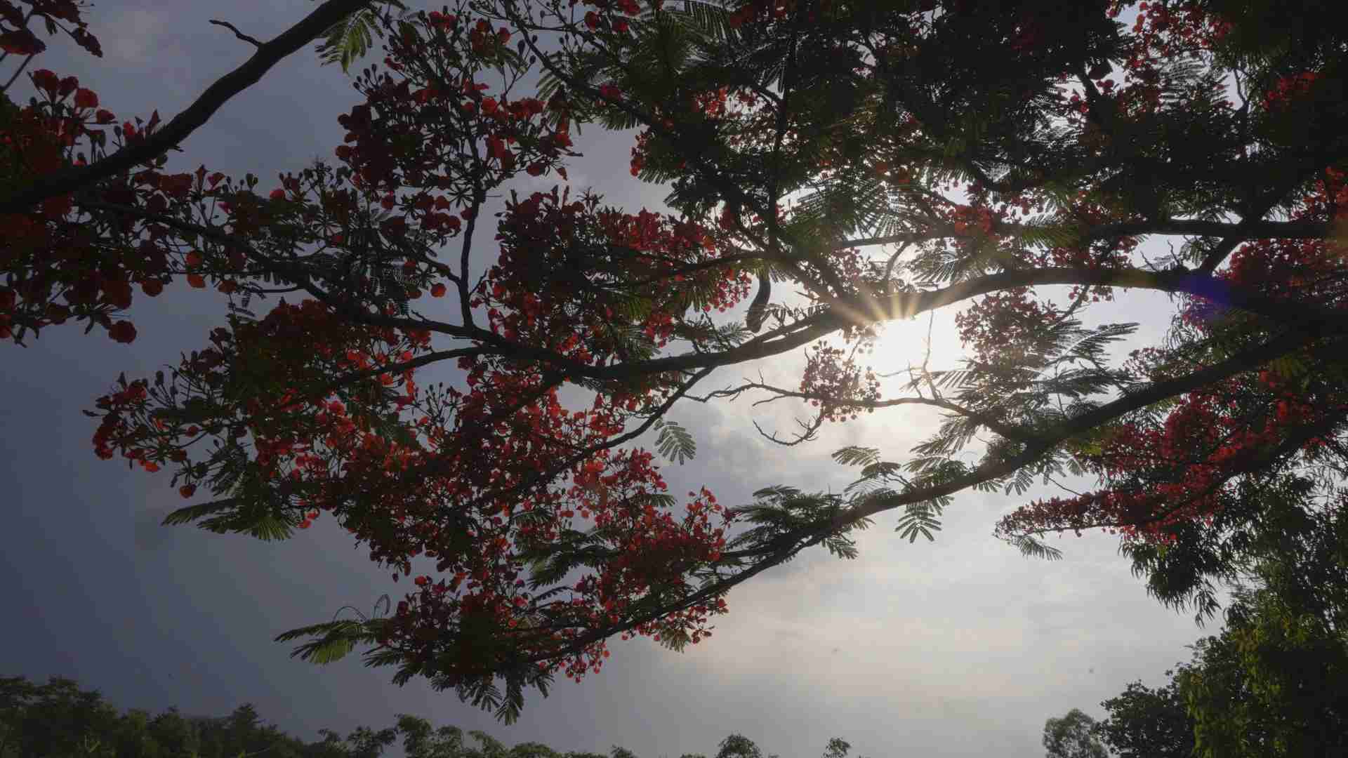 Phượng là loài hoa đặc trưng của mùa hè, thường nở từ tháng 5 đến tháng 7. Những cánh hoa mỏng, xòe rộng như chiếc quạt nhỏ với sắc đỏ cam nổi bật dưới nắng, kết thành từng chùm lớn trên nền lá xanh.