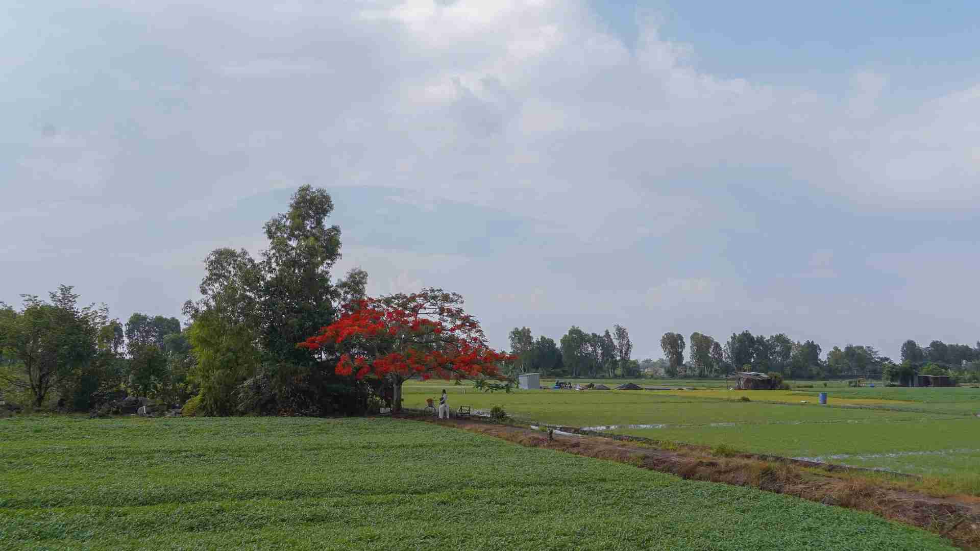Cây phượng đỏ bên kênh Vàm Thuật trở thành điểm nhấn bình yên, gợi nhớ vẻ đẹp mộc mạc và ký ức mùa hè thân thuộc của nhiều người.