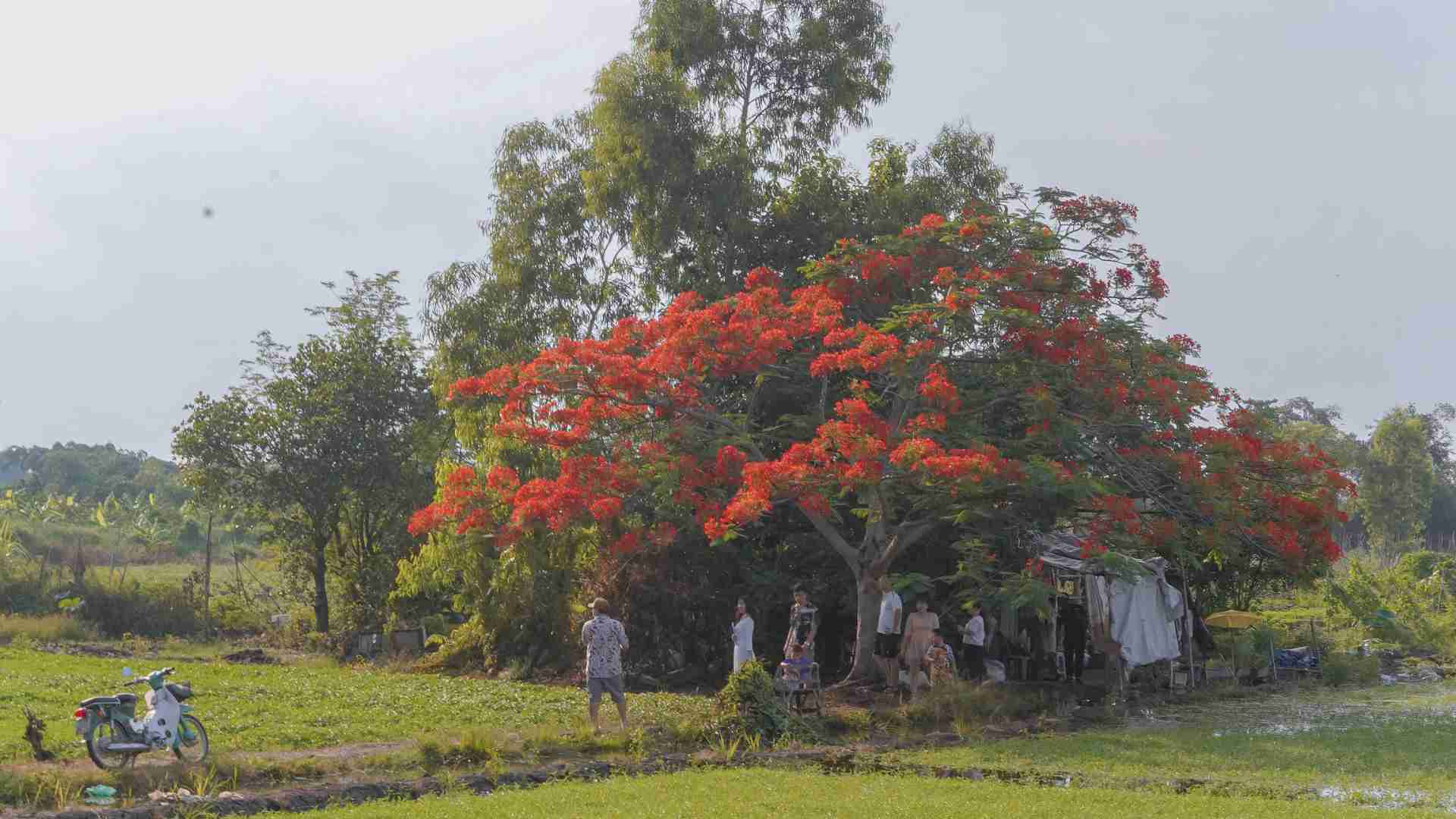 Từ đầu tháng 5, cây phượng cô đơn giữa cánh đồng rau muống ven kênh Vàm Thuật (TPHCM) bắt đầu bung nở rực rỡ, thu hút nhiều người tìm đến chụp ảnh.