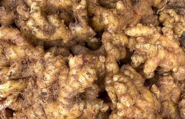 Fresh ginger combined with red apples, oats... is a drink to support increased spleen and stomach function. Photo: Kieu Vu.