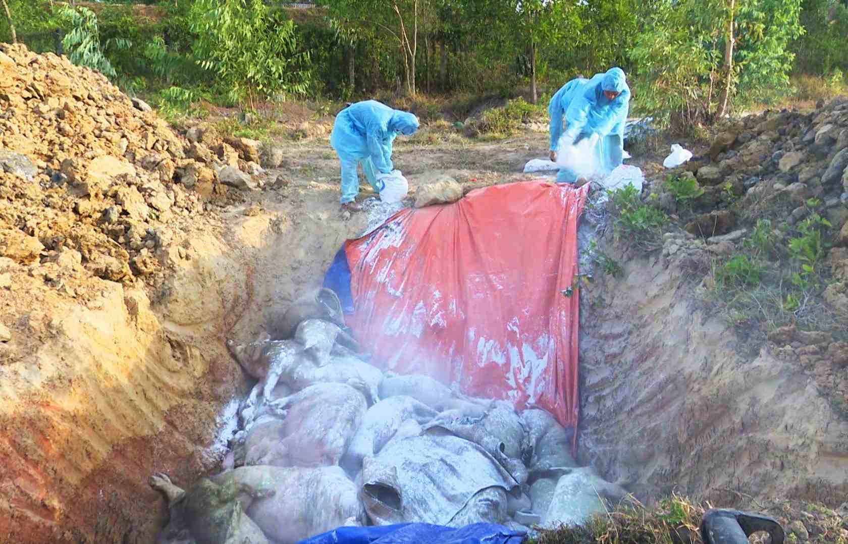 Functional agencies of Lam Dong province are destroying more than 10,000 infected pigs in Da Teh commune 3. Photo: Hai Duong
