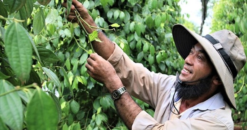 Giá tiêu hôm nay 11/5: Dự báo giá tiêu nội địa tăng