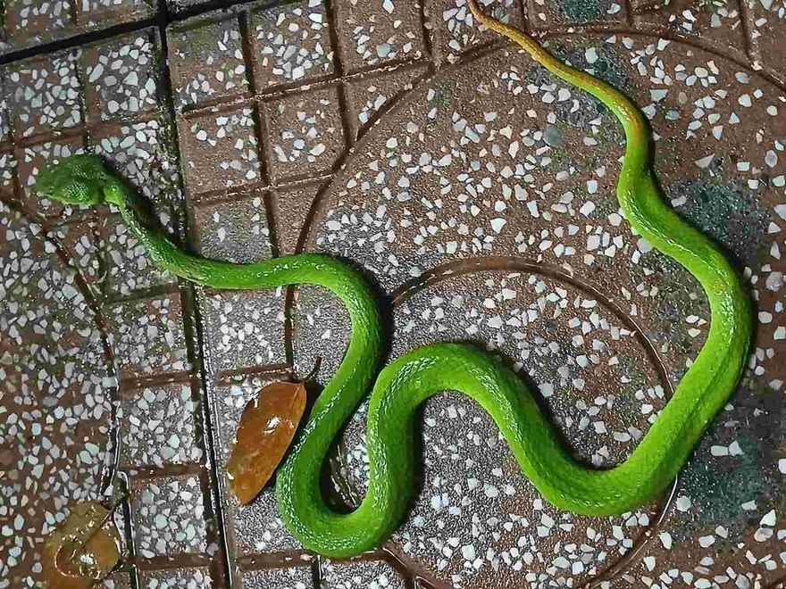 Doctors warn that mistakes when giving first aid to people bitten by green pit vipers can endanger the victim's life. Photo: Thanh Chan