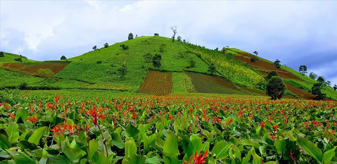 Volcán Chư Đang Ya en temporada de flores de dong riềng. Foto: Thanh Tuấn