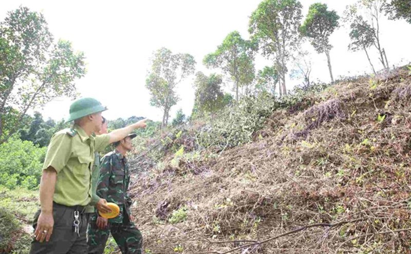 How much is the Provincial People's Committee Chairman fined in the forestry sector