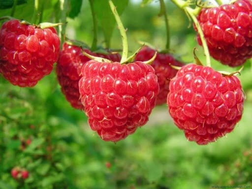 Raspberry is rich in fiber, effectively supporting weight loss. Photo: Ha May