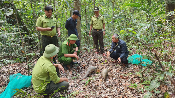 Functional agencies organize the release of individuals back to the natural forest. Photo: Thanh Tuan