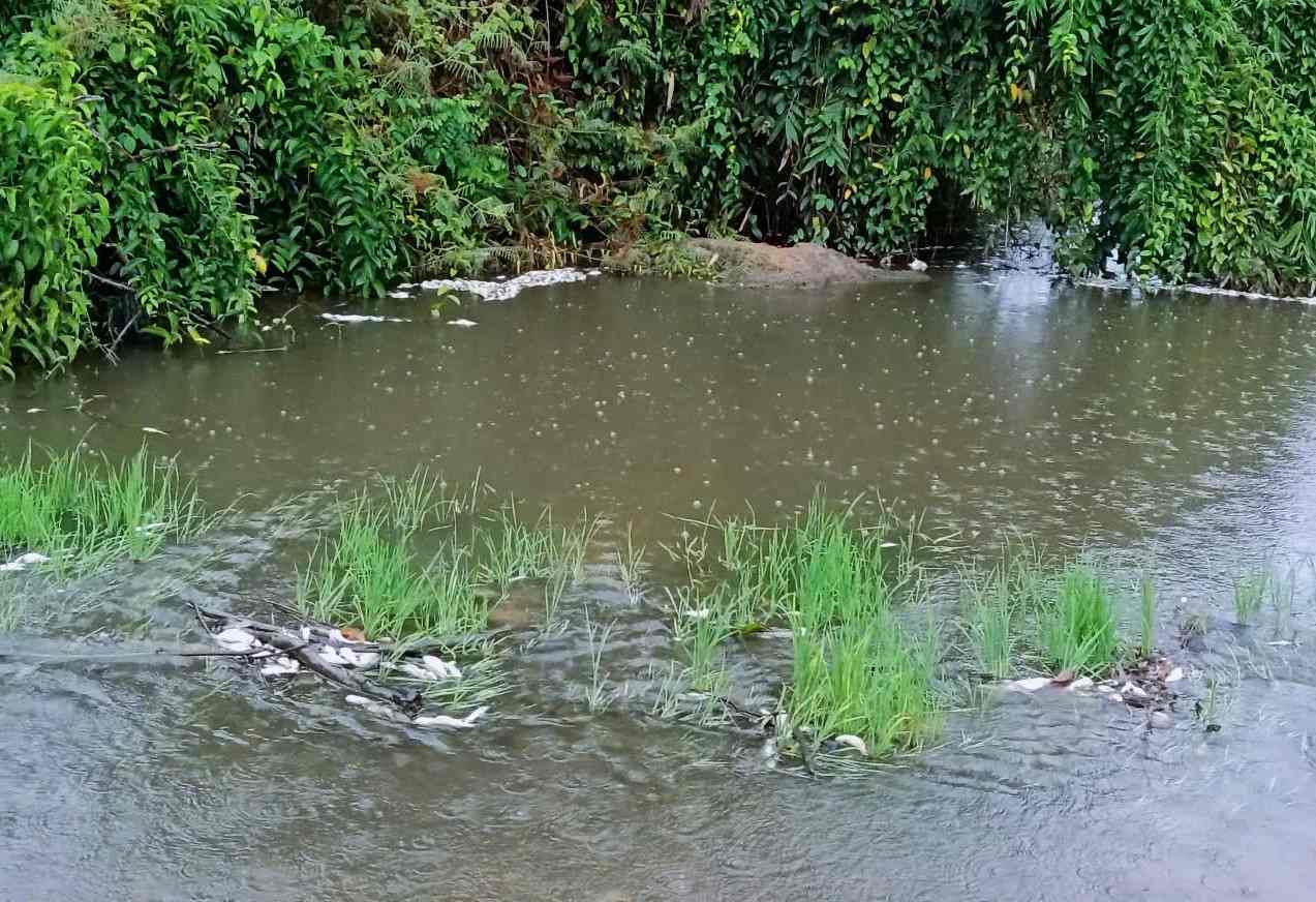 Suối Đạ Gùi chuyển màu đen ô nhiễm khiến cá chết nổi trắng. Ảnh: Trọng Đại 