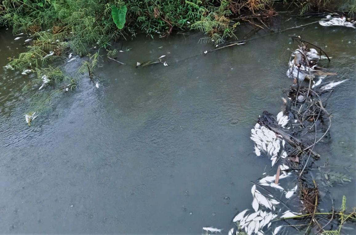 Da Goi stream is polluted, causing dead fish to float white. Photo: Trong Dai