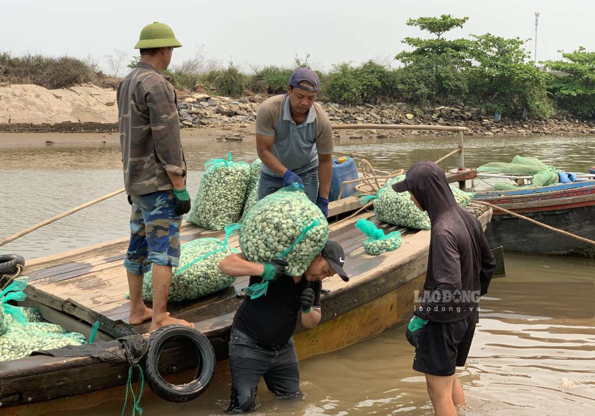 Les sacs en filet contenant des palourdes pèsent de 60 à 80 kg/sac. Photo: Luong Ha