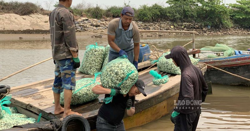 Nghề cào hến ở Hưng Yên thu nhập hàng triệu đồng/ngày