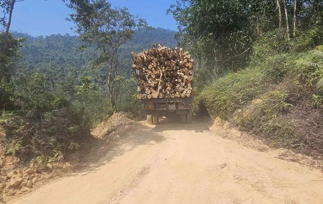 Một xe chở keo tràm ra khỏi khu vực khai thác rừng. Ảnh: Phúc Đạt.
