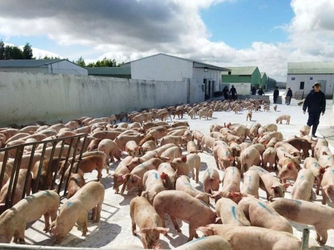 The speed of pig farming and farm system scale of Gia Lai ranks second in the country. Photo: Hoang Anh