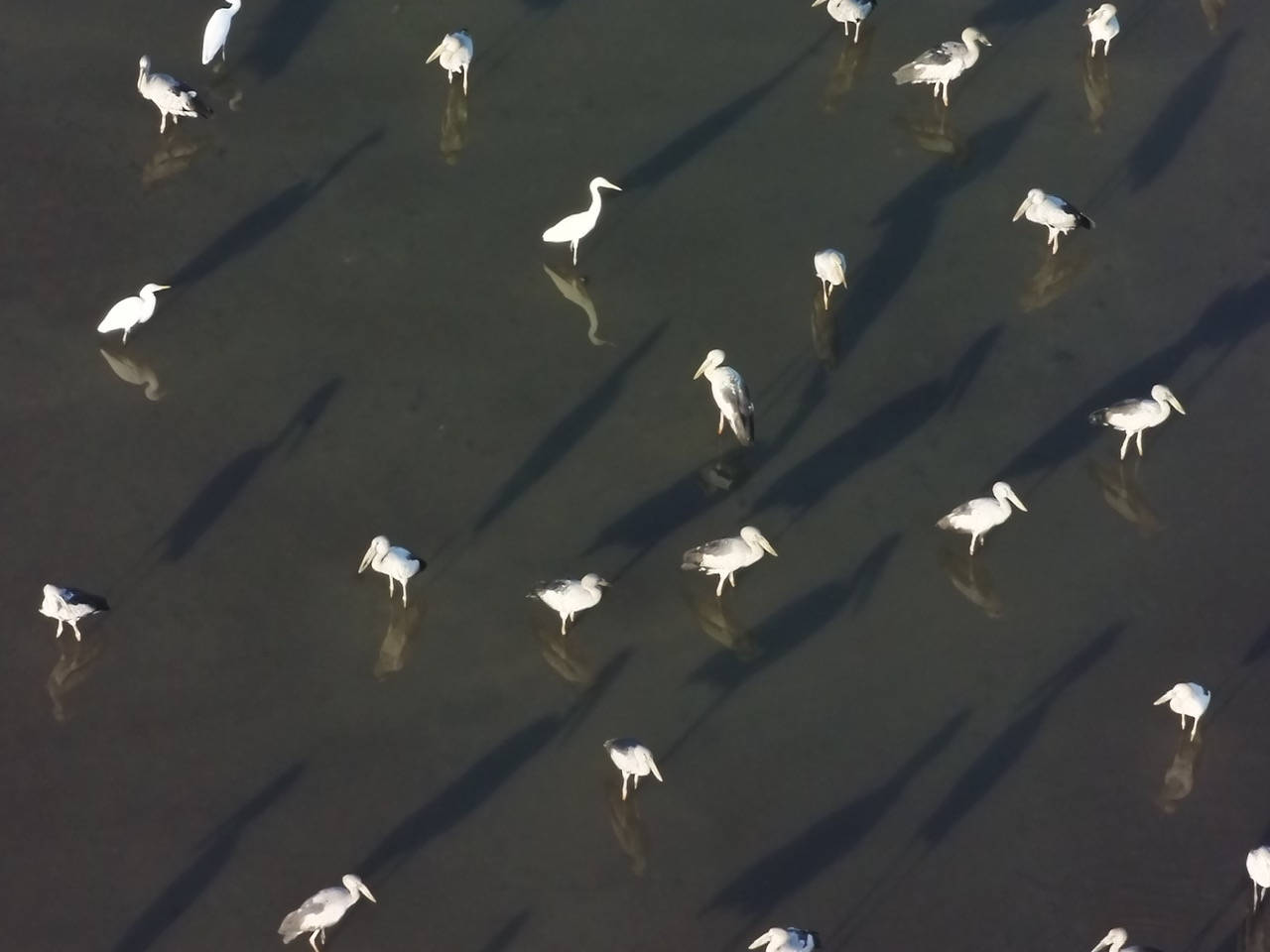 The flock of birds on La Bang lagoon in Dinh Cuong commune, Quang Ngai province are swallows, not black-necked cranes as initially predicted. Photo: Forest Protection Department Region IX