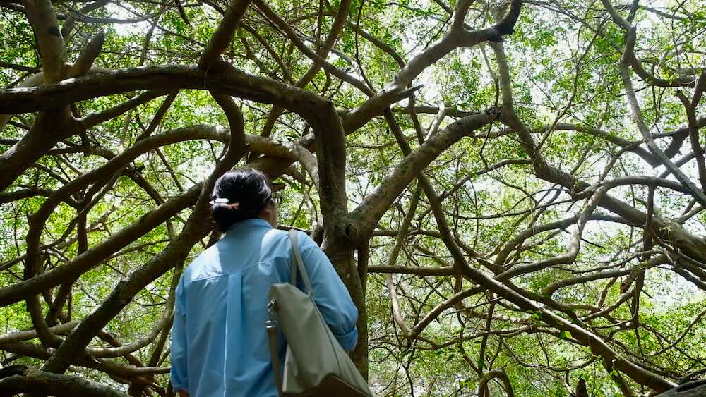 Admirez le dôme magique comme un monde de conte de fées à Giàn Gừa