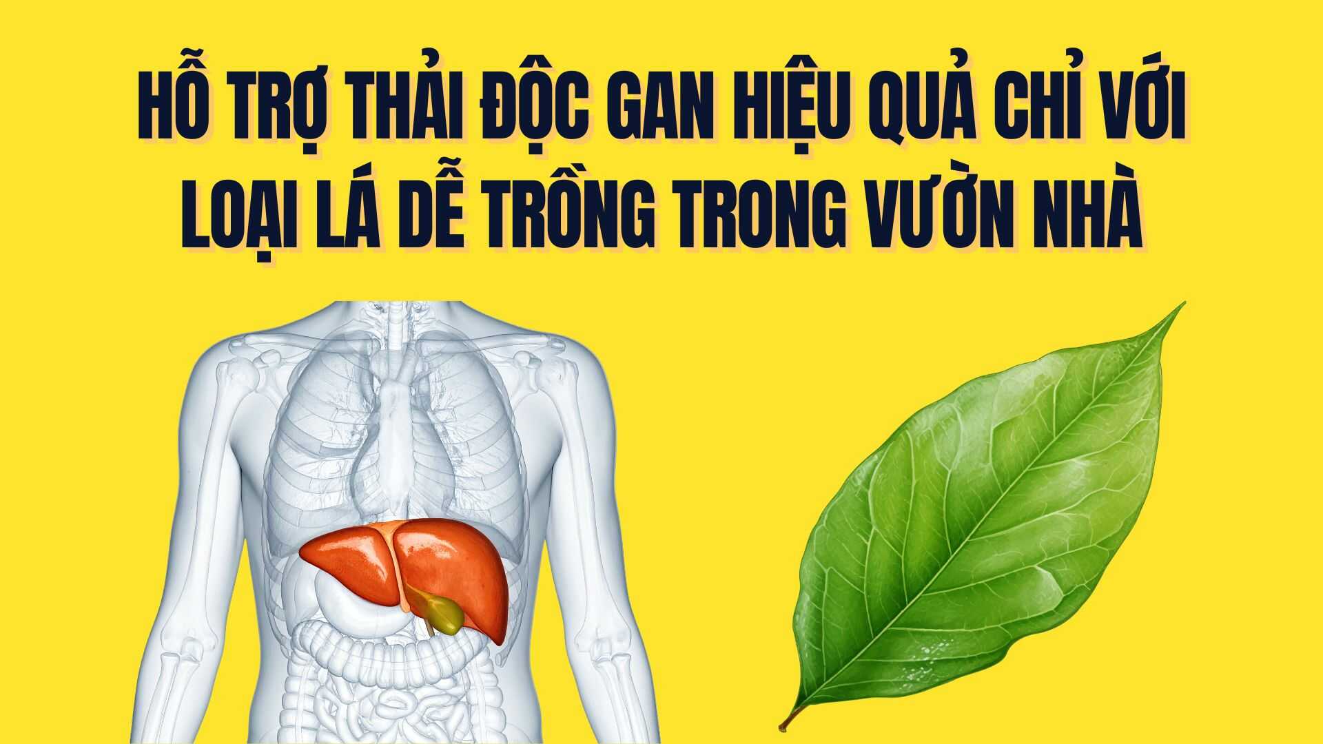 Effective liver detoxification support with just easy-to-grow leaves in the home garden
