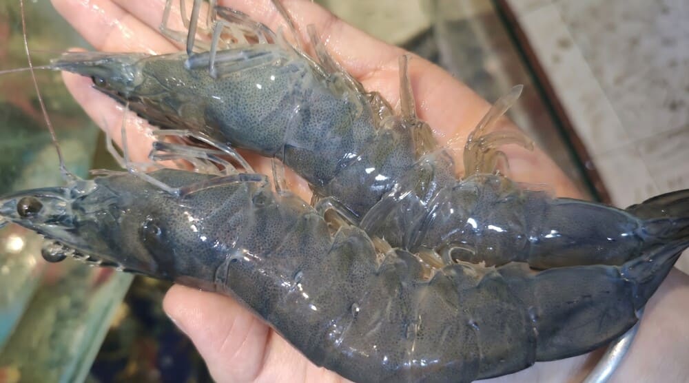 How to choose fresh and delicious shrimp requires observing the shape and transparency of the outer shell. Photo: Thu Lan