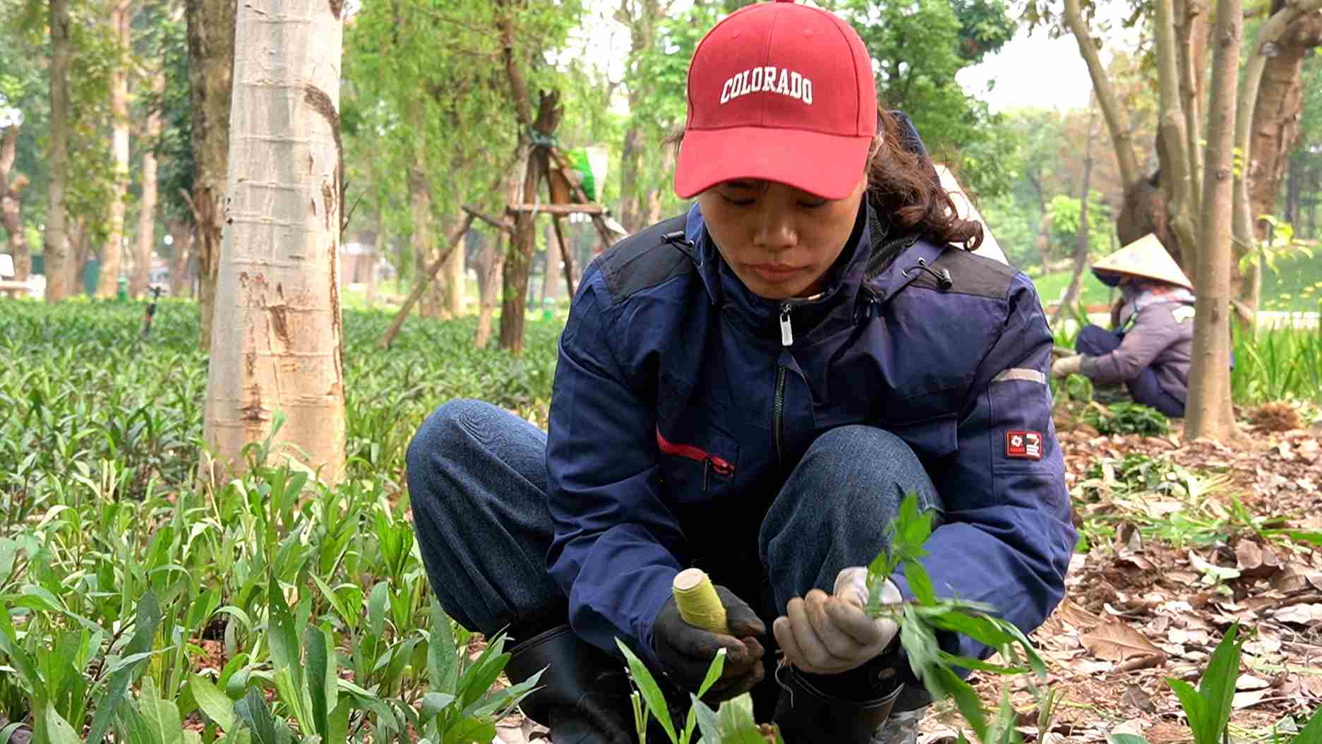 Chị Nguyễn Thị Thanh Tâm đang trồng cây xanh tại một công viên thuộc phường Cầu Giấy, để vừa bảo vệ sức khoẻ, vừa đảm bảo hoàn thành công việc, chị đã trang bị thêm áo điều hòa, mũ và găng tay để chống nắng. Ảnh: Hạnh Thơm